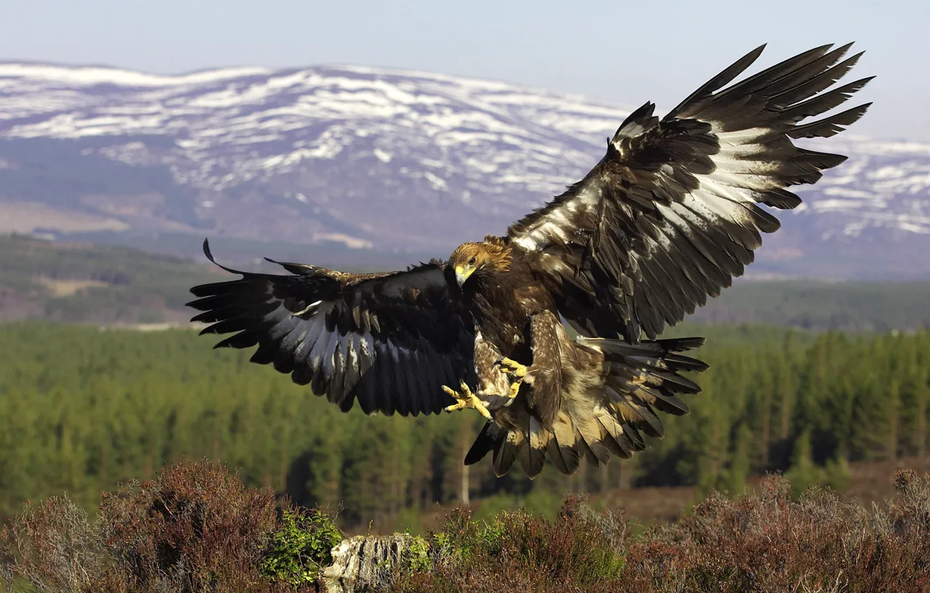 Photo wallpaper bird, wings, predator, flight, Golden eagle, Golden Eagle