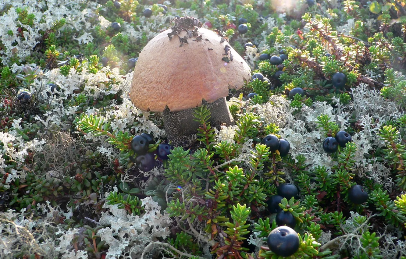 Photo wallpaper mushrooms, hat, blueberries, podosinoviki