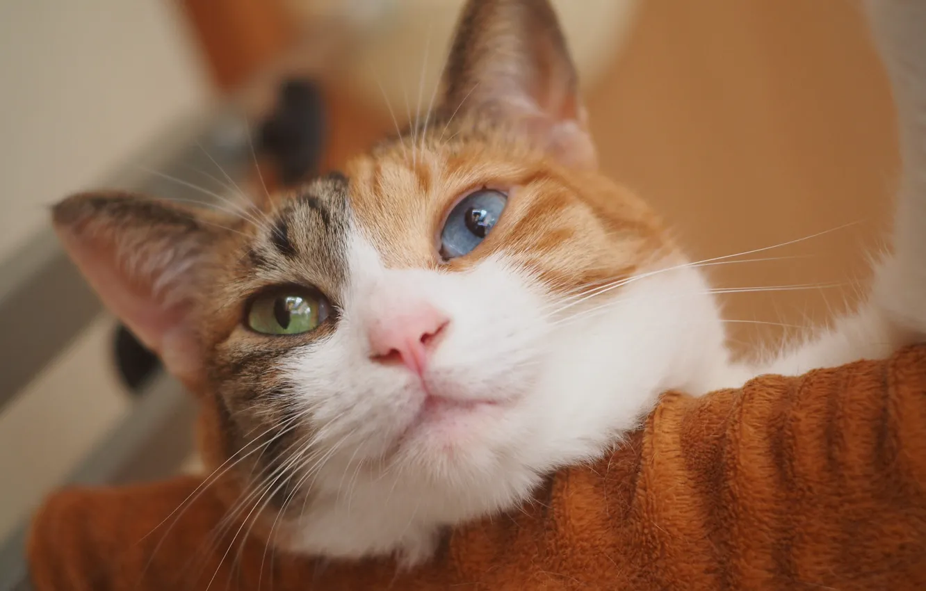 Photo wallpaper cat, look, muzzle, cat