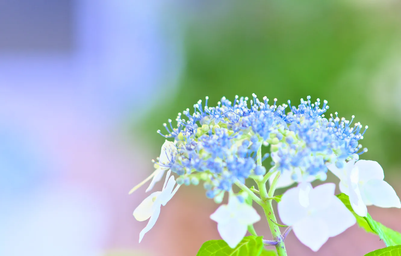 Photo wallpaper white, summer, macro, light, blue, nature, mood, stay