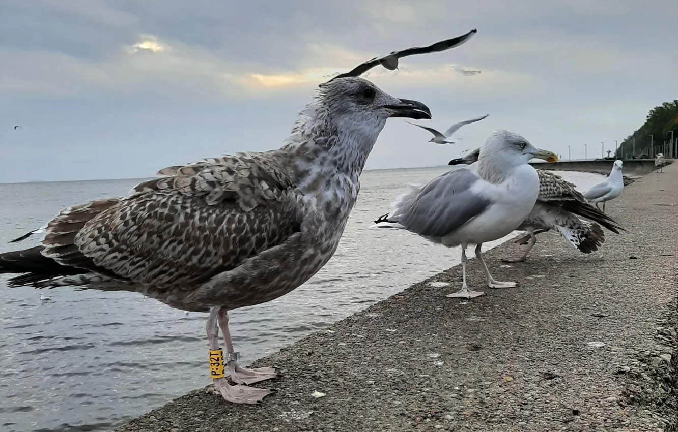 Photo wallpaper Sea, Falochron, Seabirds