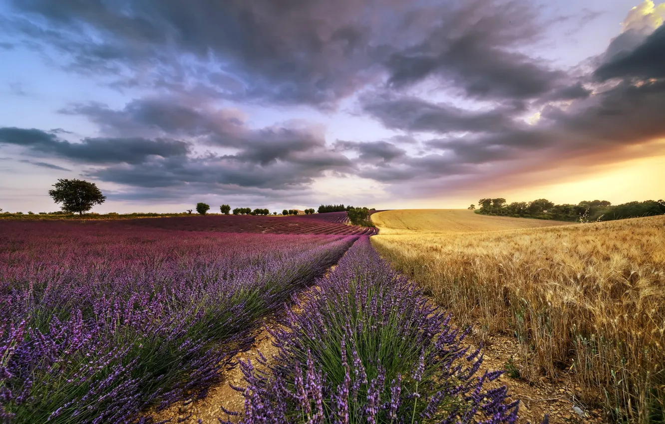 Photo wallpaper field, summer, the sky, nature