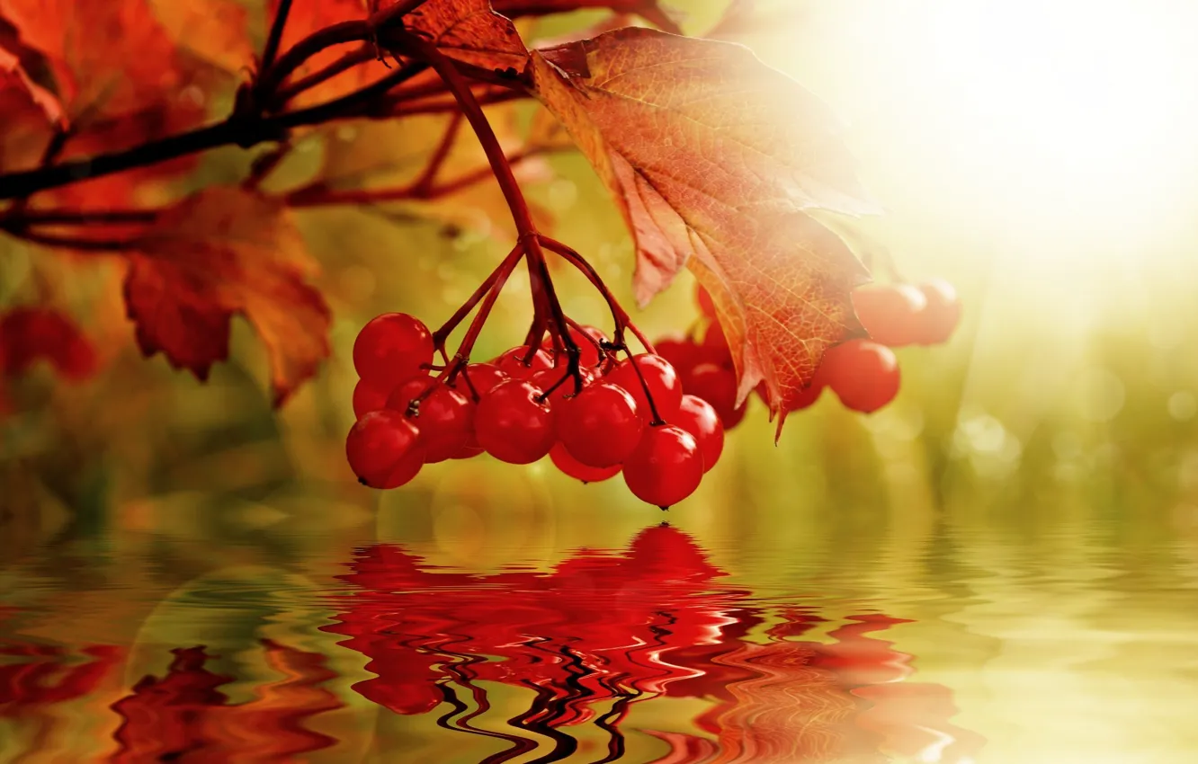 Photo wallpaper autumn, water, nature, berries, collage, Kalina
