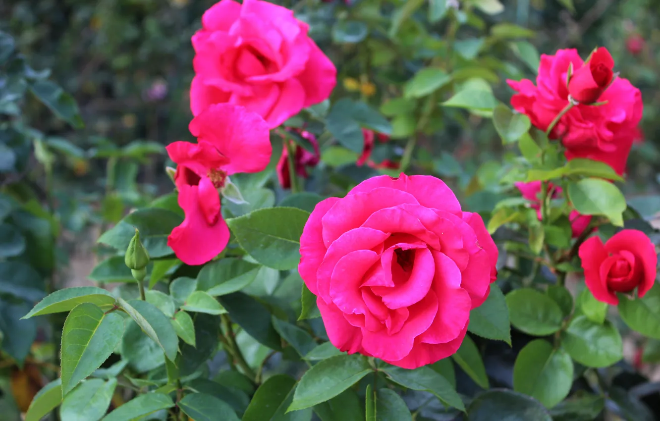 Photo wallpaper greens, flowers, nature, pink