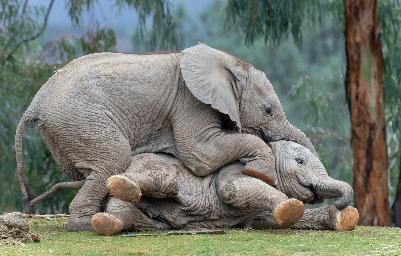 Photo wallpaper nature, pose, the game, two, elephant, pair, elephant, young