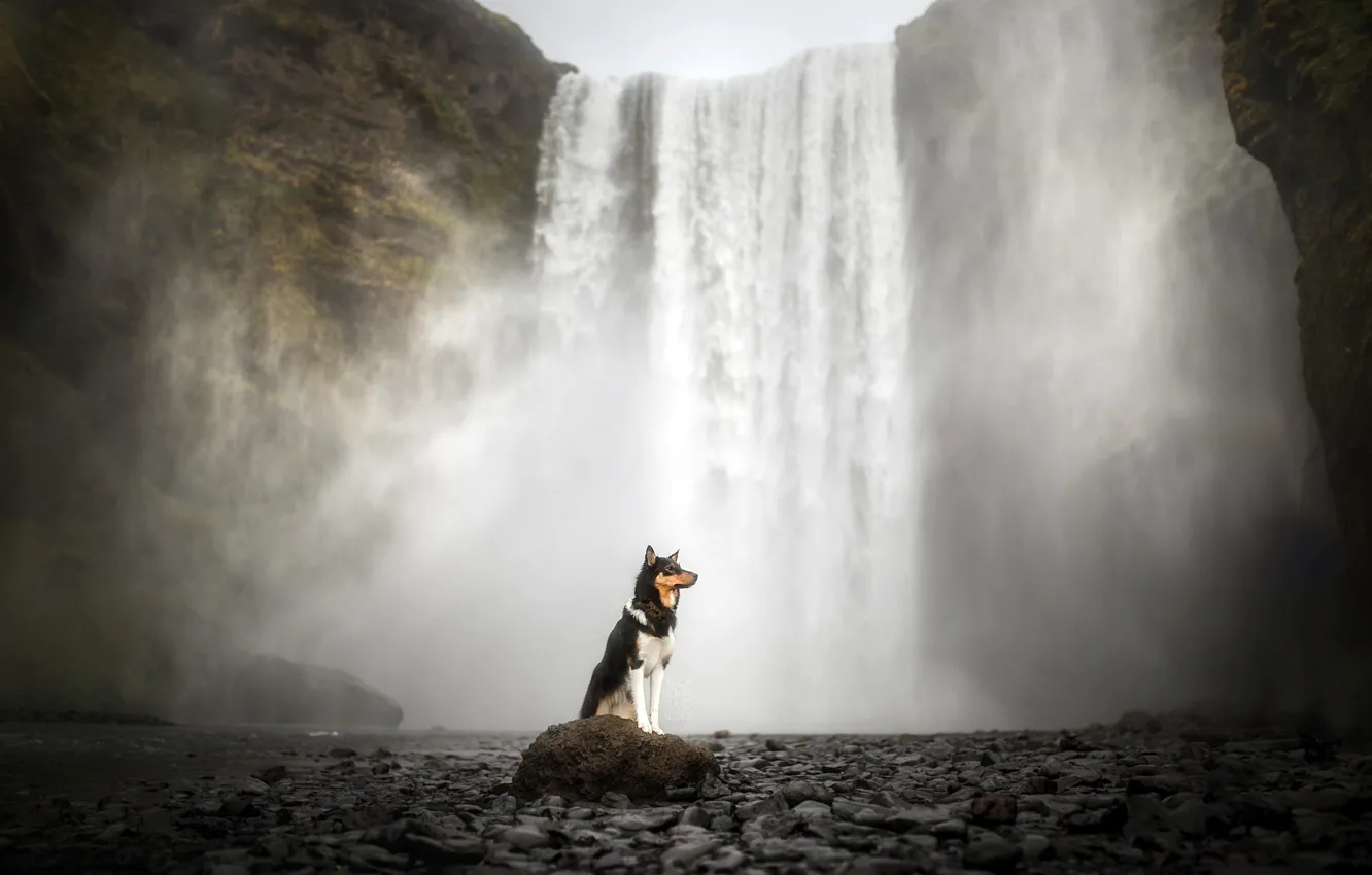 Photo wallpaper each, waterfall, dog