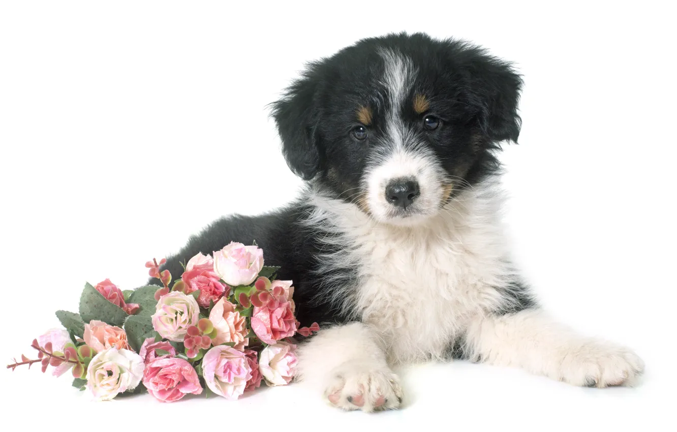 Photo wallpaper dog, puppy, shepherd, Australian
