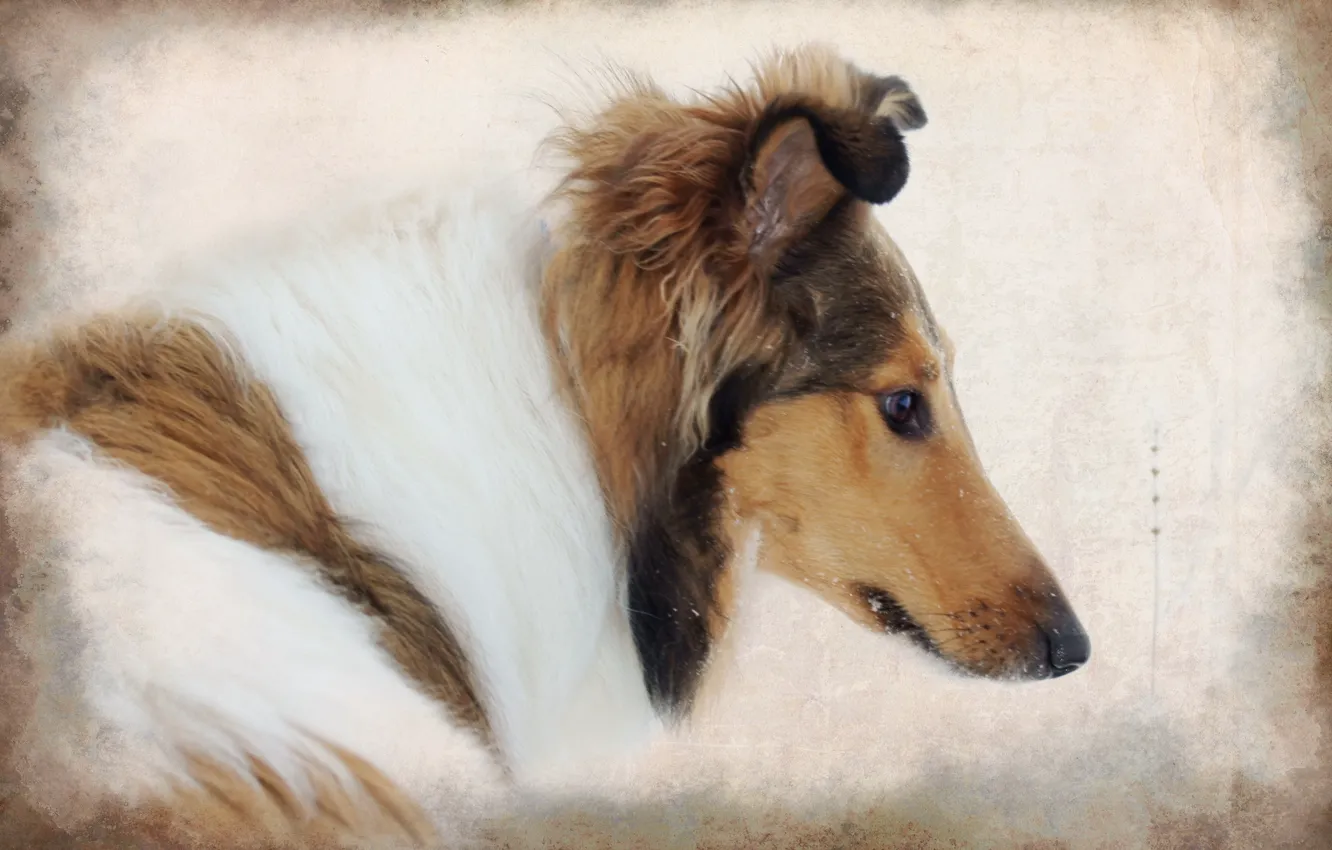 Photo wallpaper style, background, dog, collie