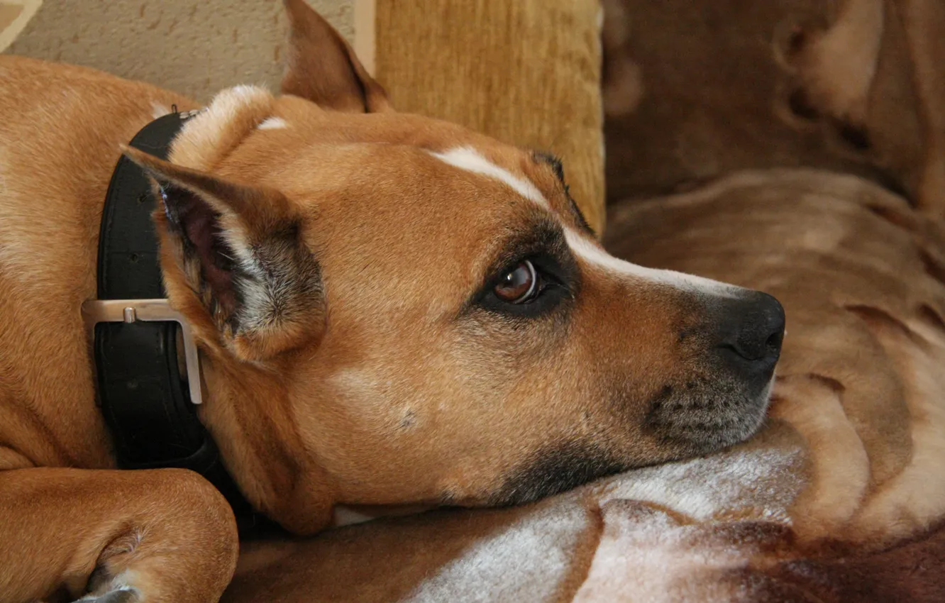 Photo wallpaper look, each, animal, dog