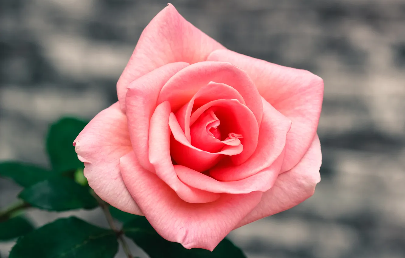 Photo wallpaper leaves, macro, flowers, roses, pink, grey background