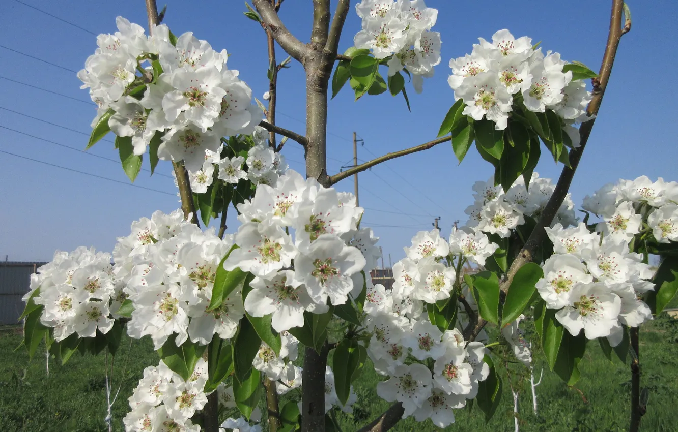 Photo wallpaper Sunny, spring 2018, the sky, Meduzanol ©, April, pear