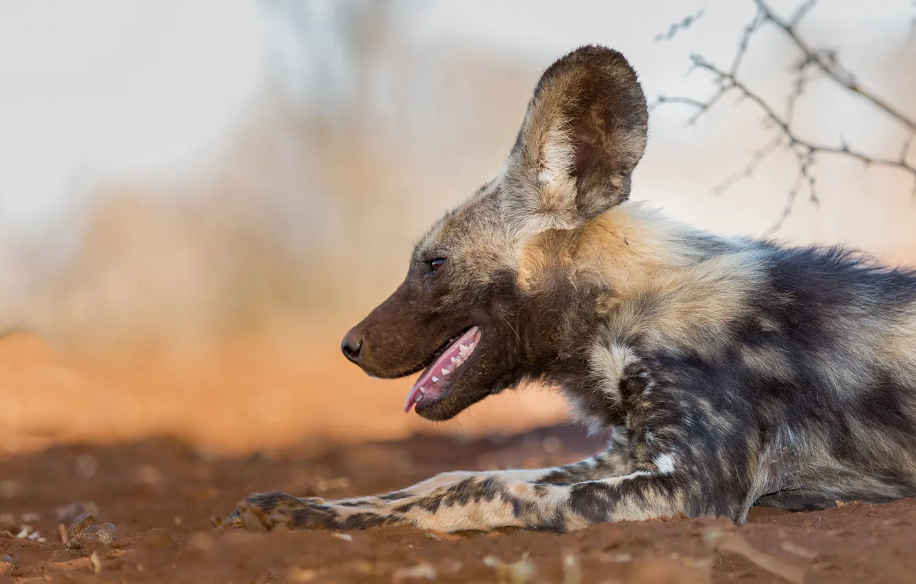 Photo wallpaper nature, background, Wilddog
