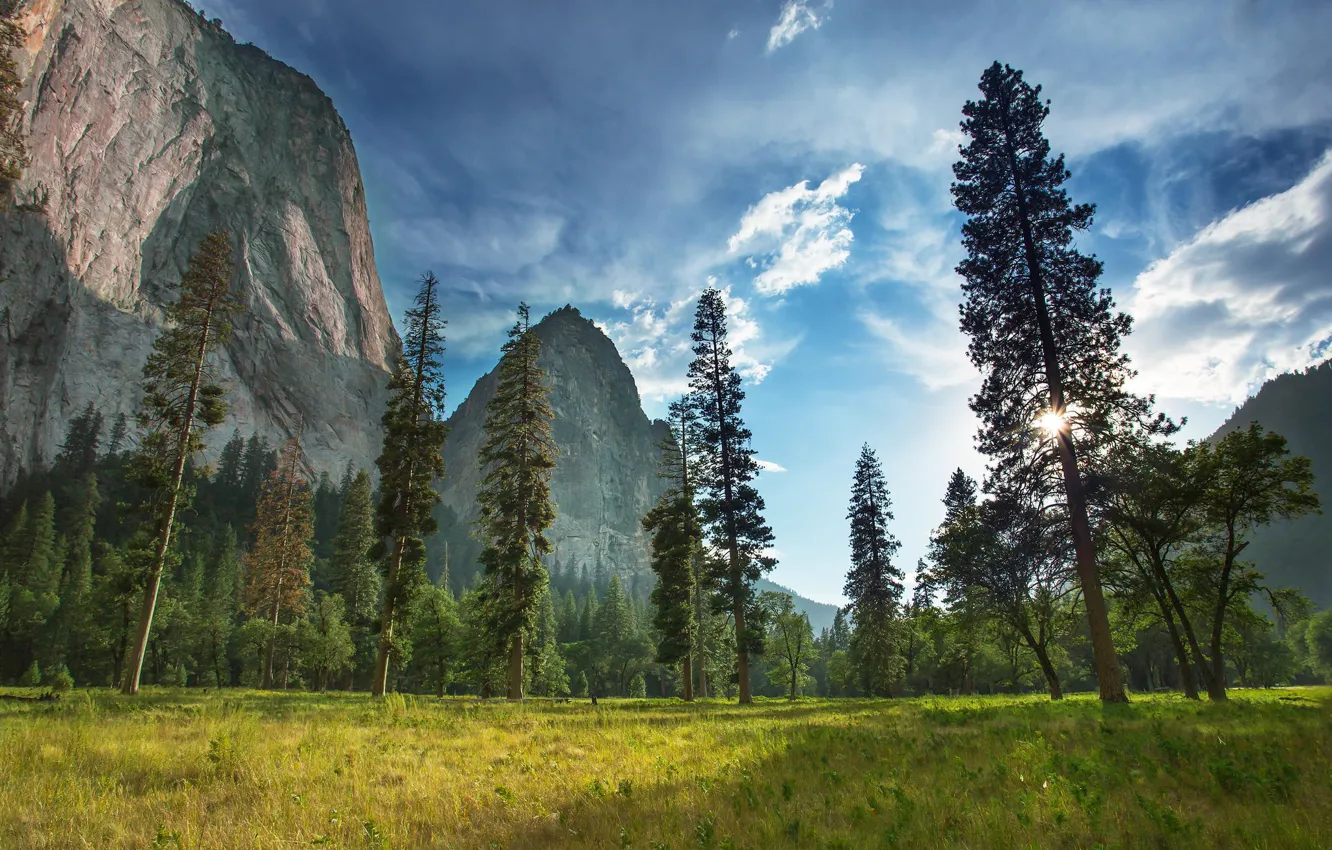 Photo wallpaper forest, mountains, nature, plant, Yosemite National Park