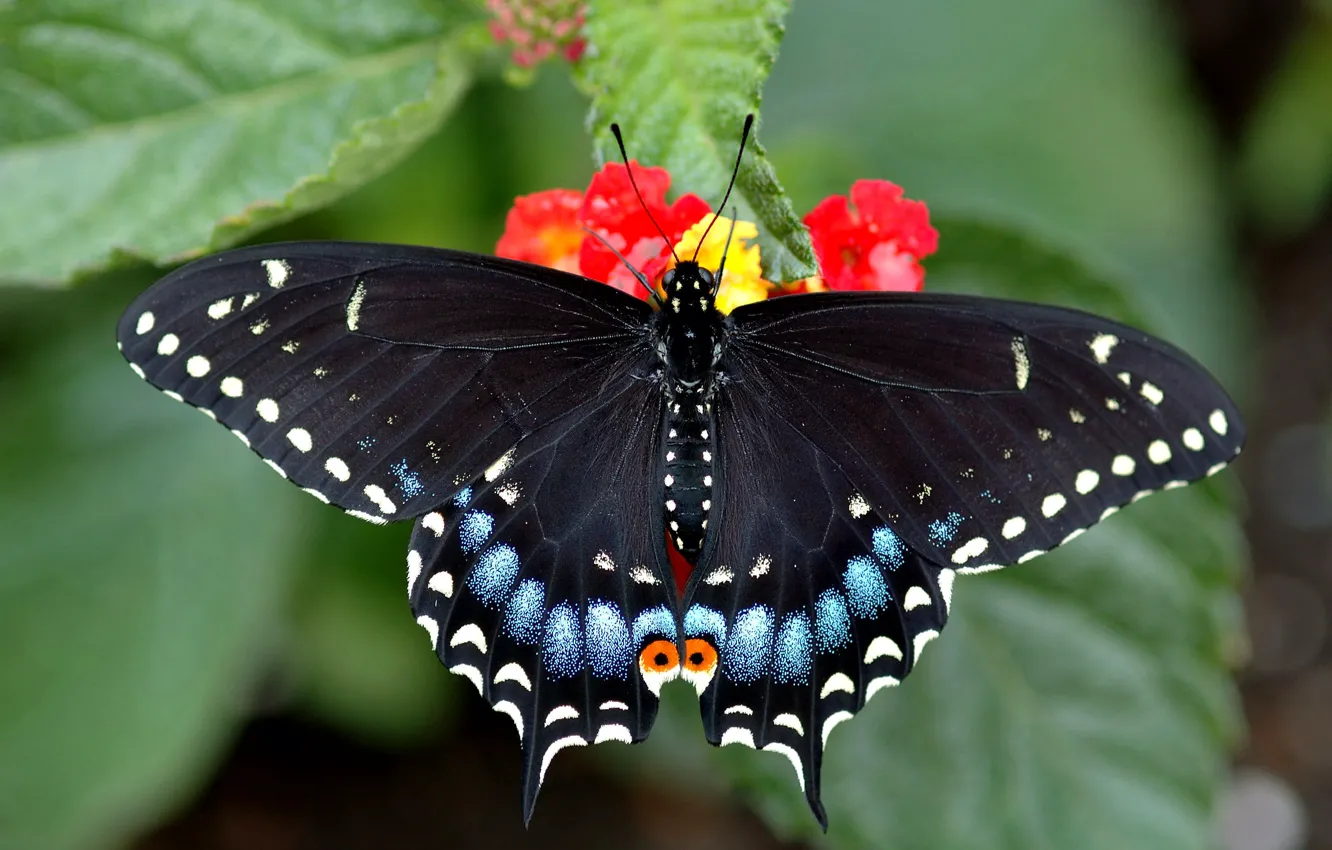 Photo wallpaper butterfly, beautiful, sitting, bright, swallowtail, on the flower, rossom