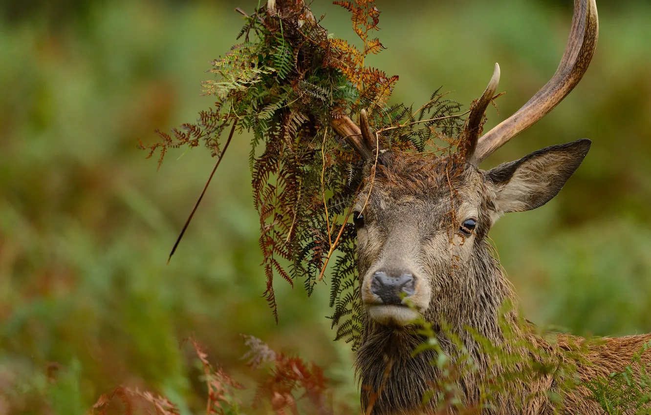 Photo wallpaper grass, look, horns, red deer