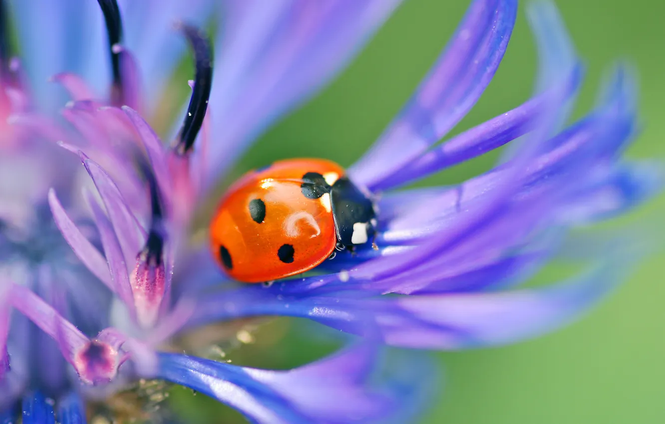 Photo wallpaper flowers, ladybug, beetle, insect