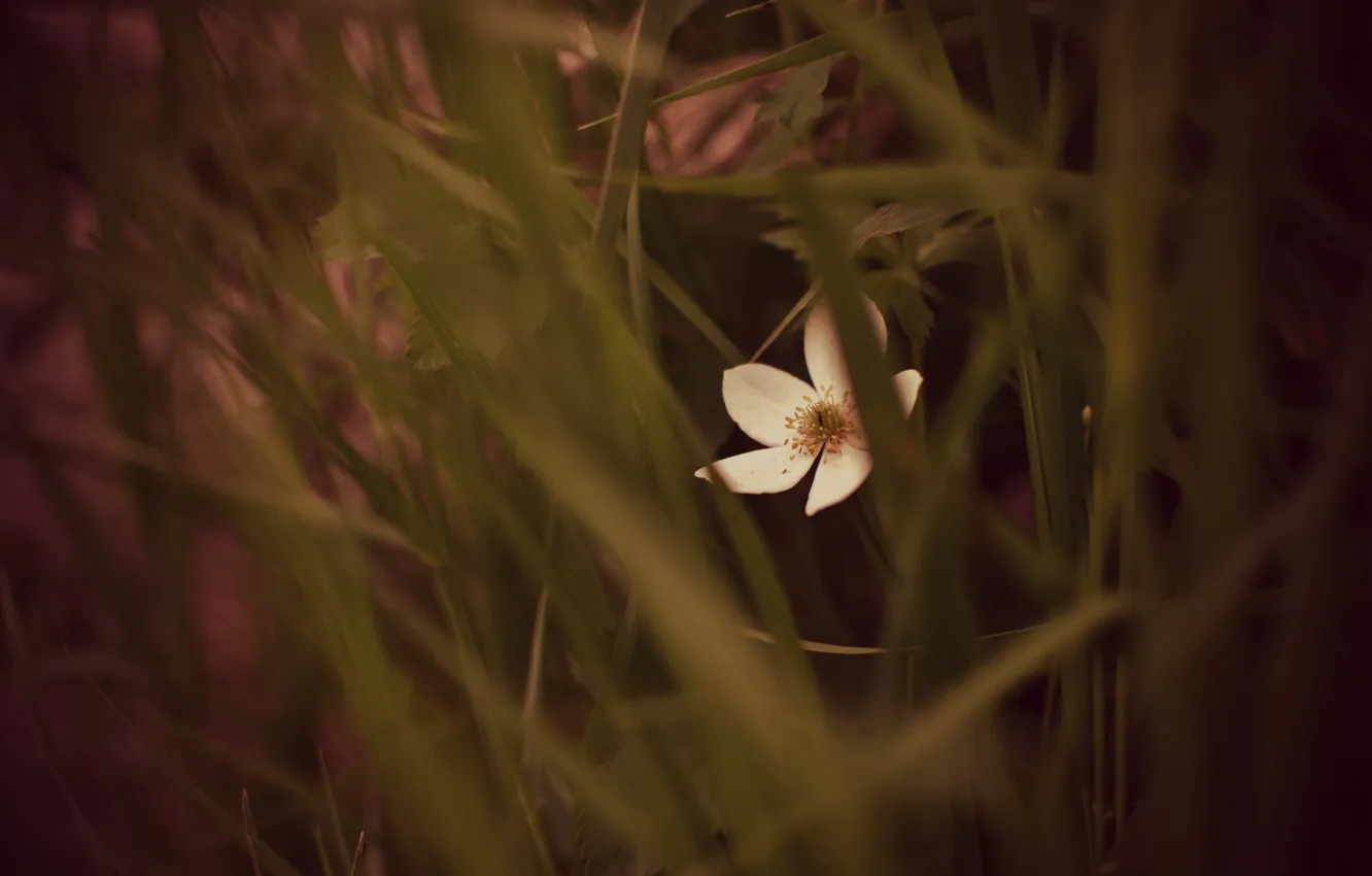 Photo wallpaper grass, flowers, petals