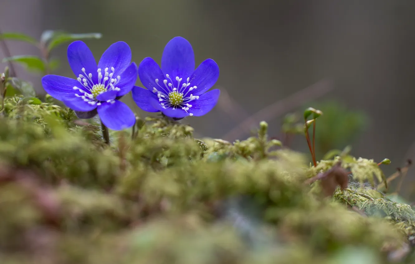 Photo wallpaper flowers, nature, spring