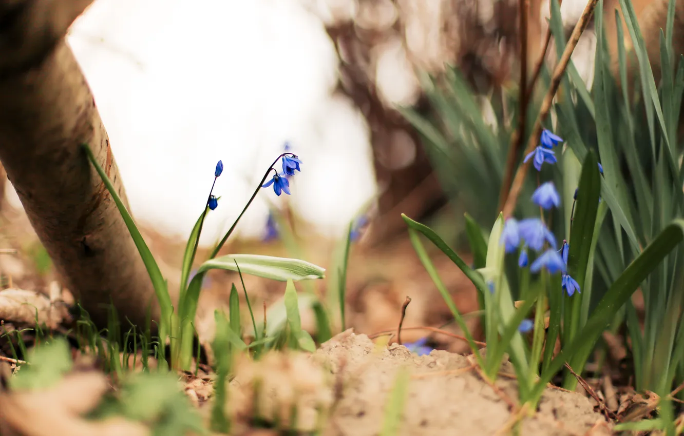 Photo wallpaper grass, flowers, blue, petals