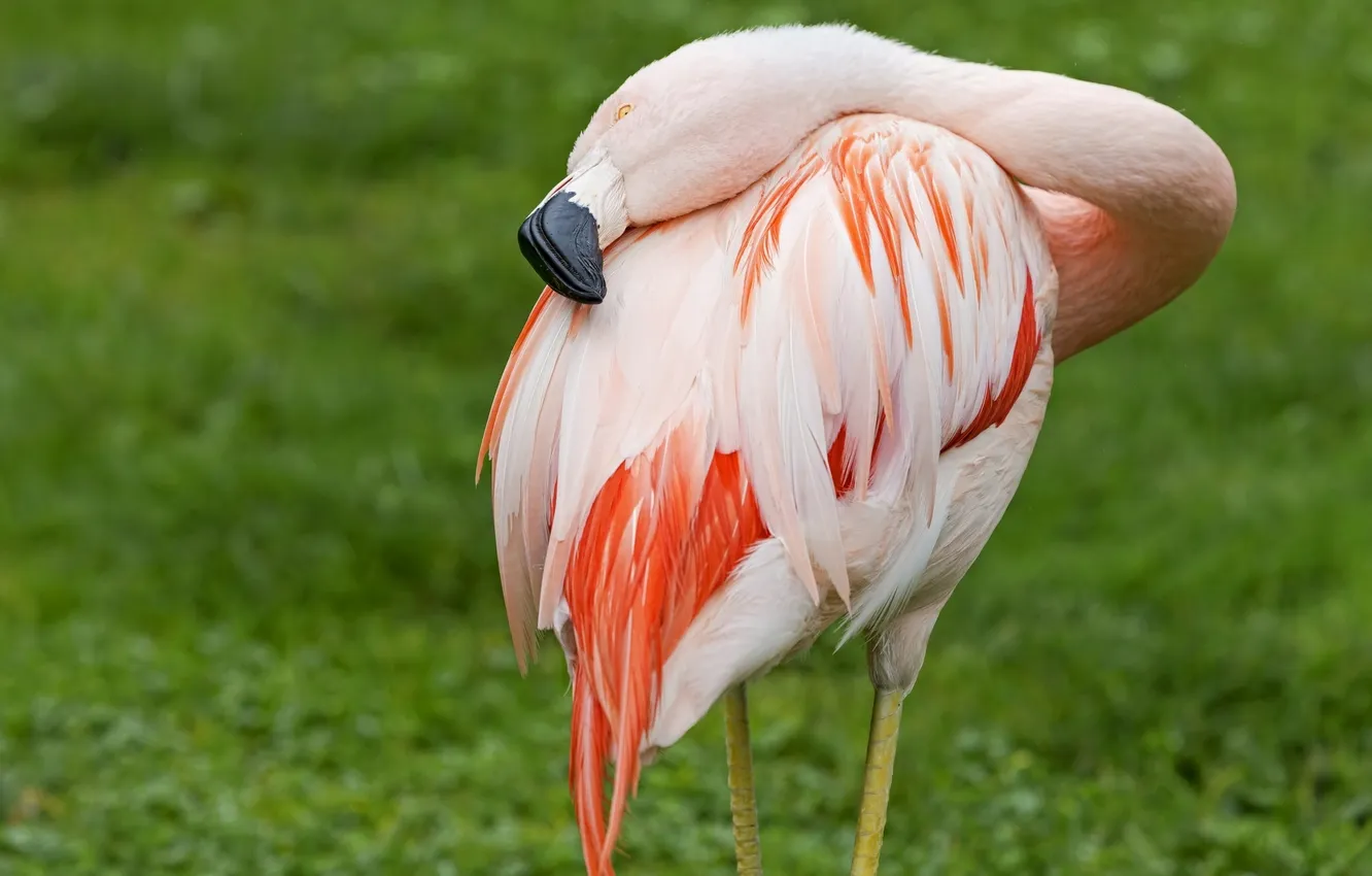 Photo wallpaper bird, Flamingo, neck