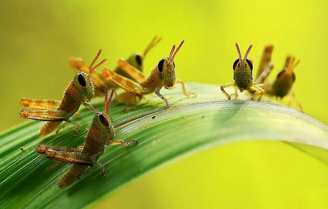 Photo wallpaper leaves, insect, grasshopper