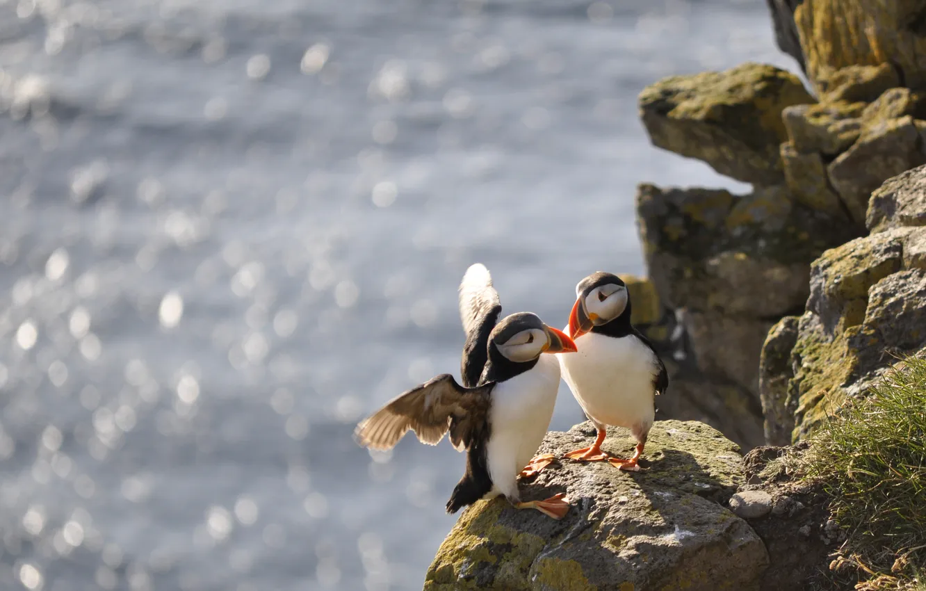 Photo wallpaper sea, glare, rocks, bird, shore, pair, stalled, Puffin