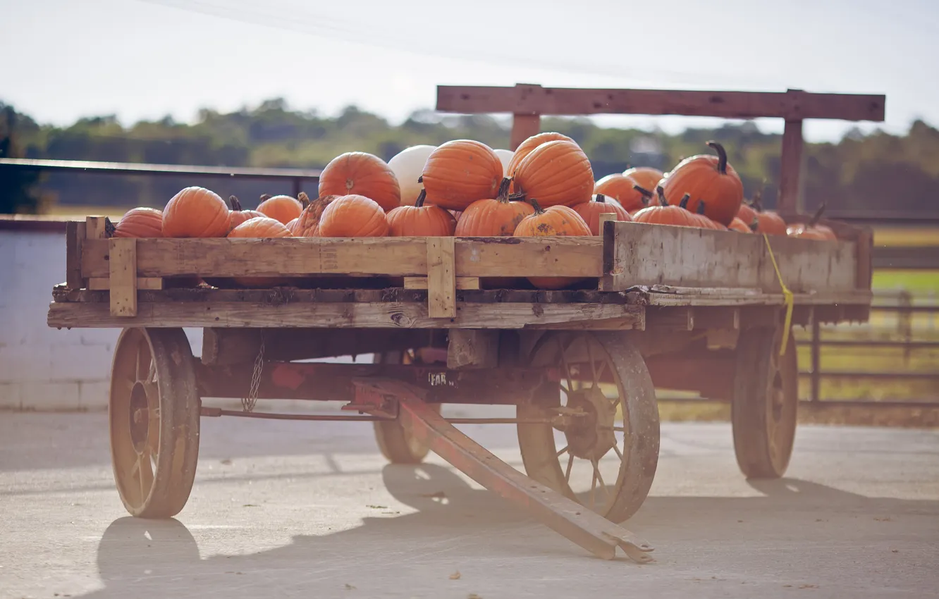 Photo wallpaper orange, pumpkin, vegetables, cart