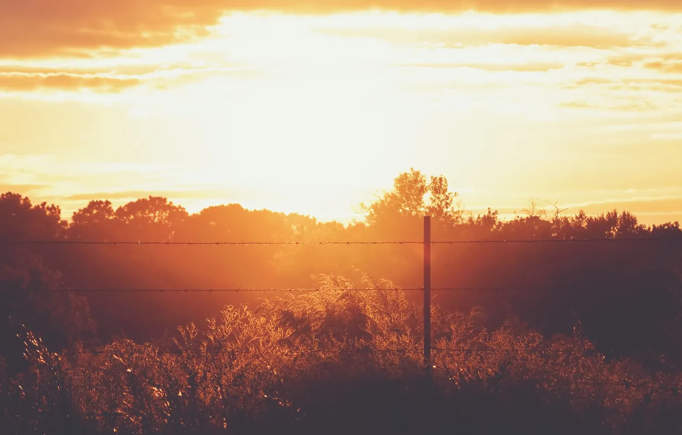 Photo wallpaper summer, clouds, trees, sunset, the fence, shrub, solar, yellow sky