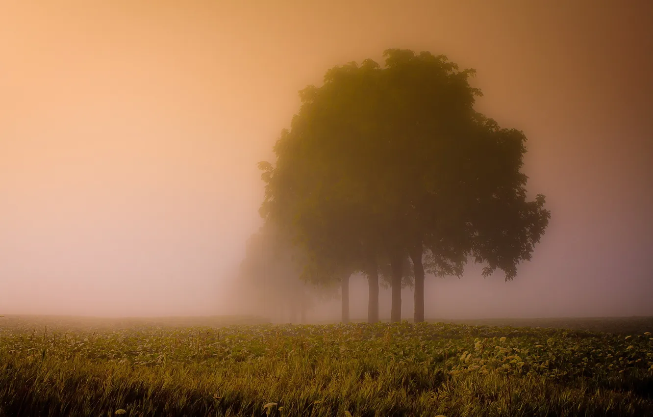 Photo wallpaper field, sunset, fog