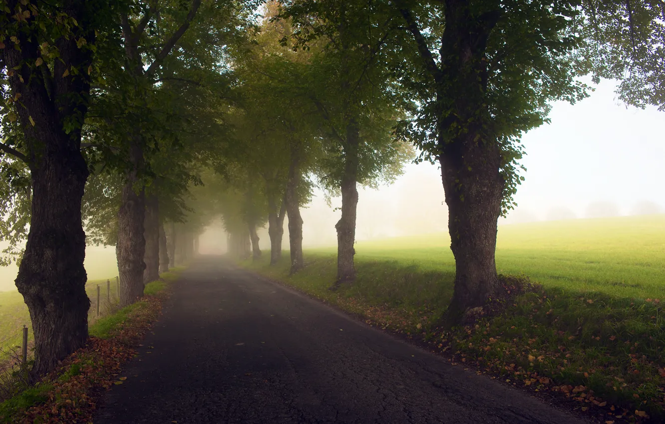 Photo wallpaper road, grass, asphalt, light, trees, fog, the way, foliage