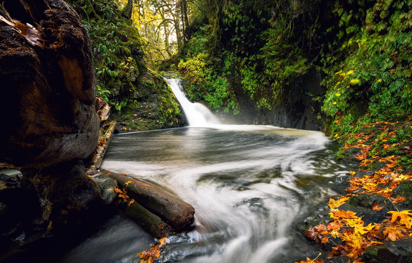 Photo wallpaper Canada, Canada, British Columbia, Jungle River, Jungle River, Goldstream Provincial Park, Goldstream Provincial Park