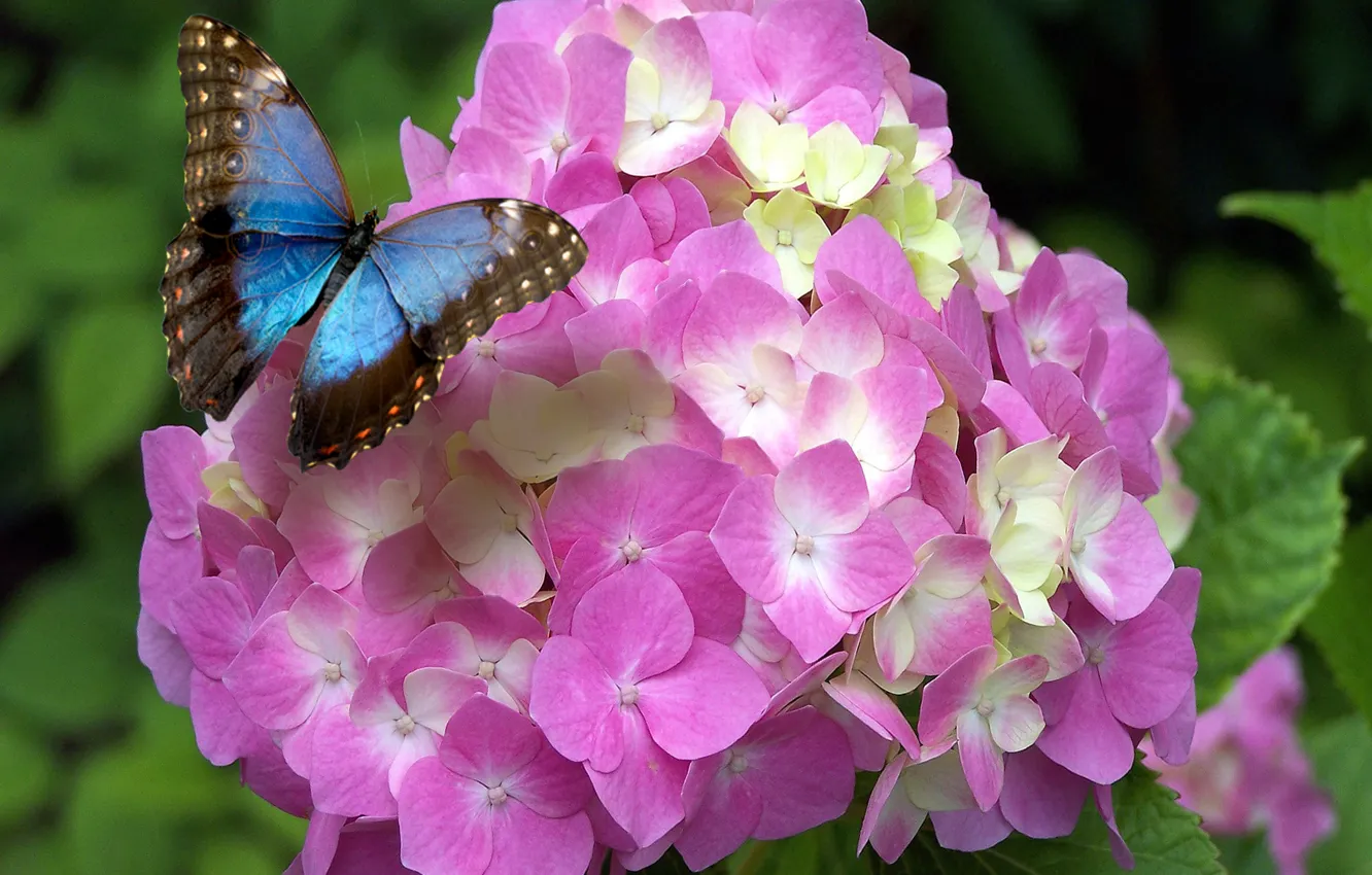 Photo wallpaper butterfly, flowers, spring, bloom, hydrangea