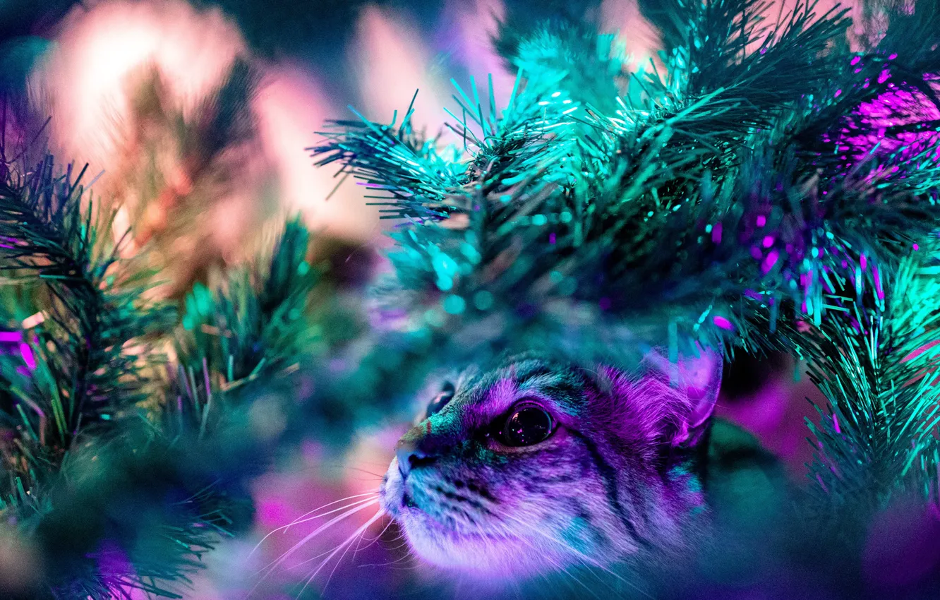 Photo wallpaper cat, cat, look, face, light, branches, lilac, blur