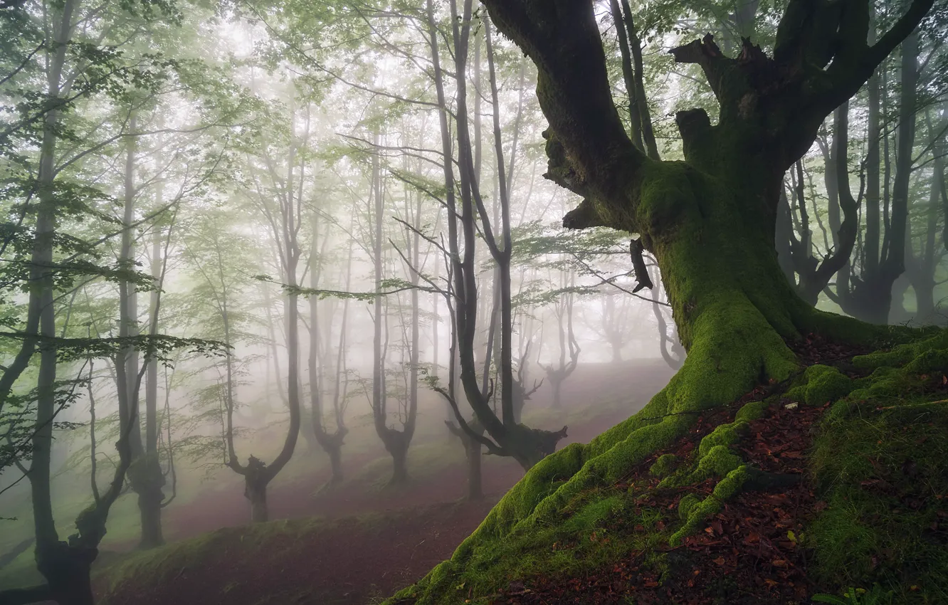 Photo wallpaper forest, trees, fog