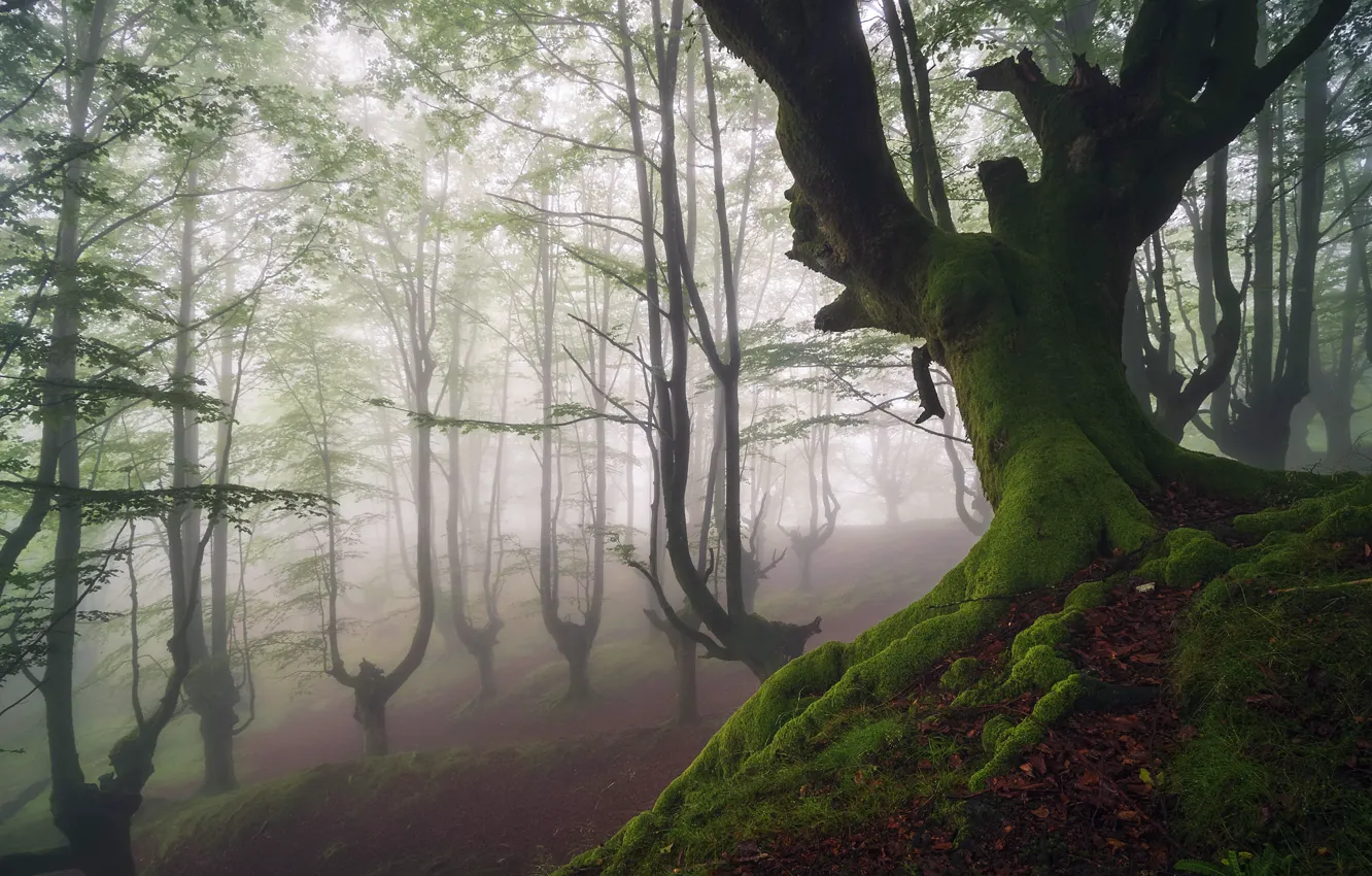 Photo wallpaper forest, fog, tree