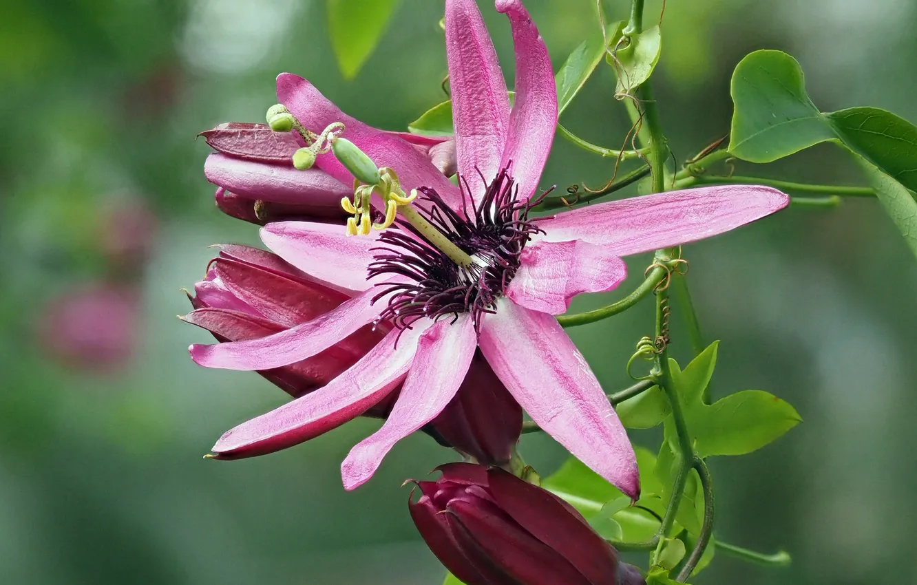 Photo wallpaper flowers, purple, buds, Passionflower