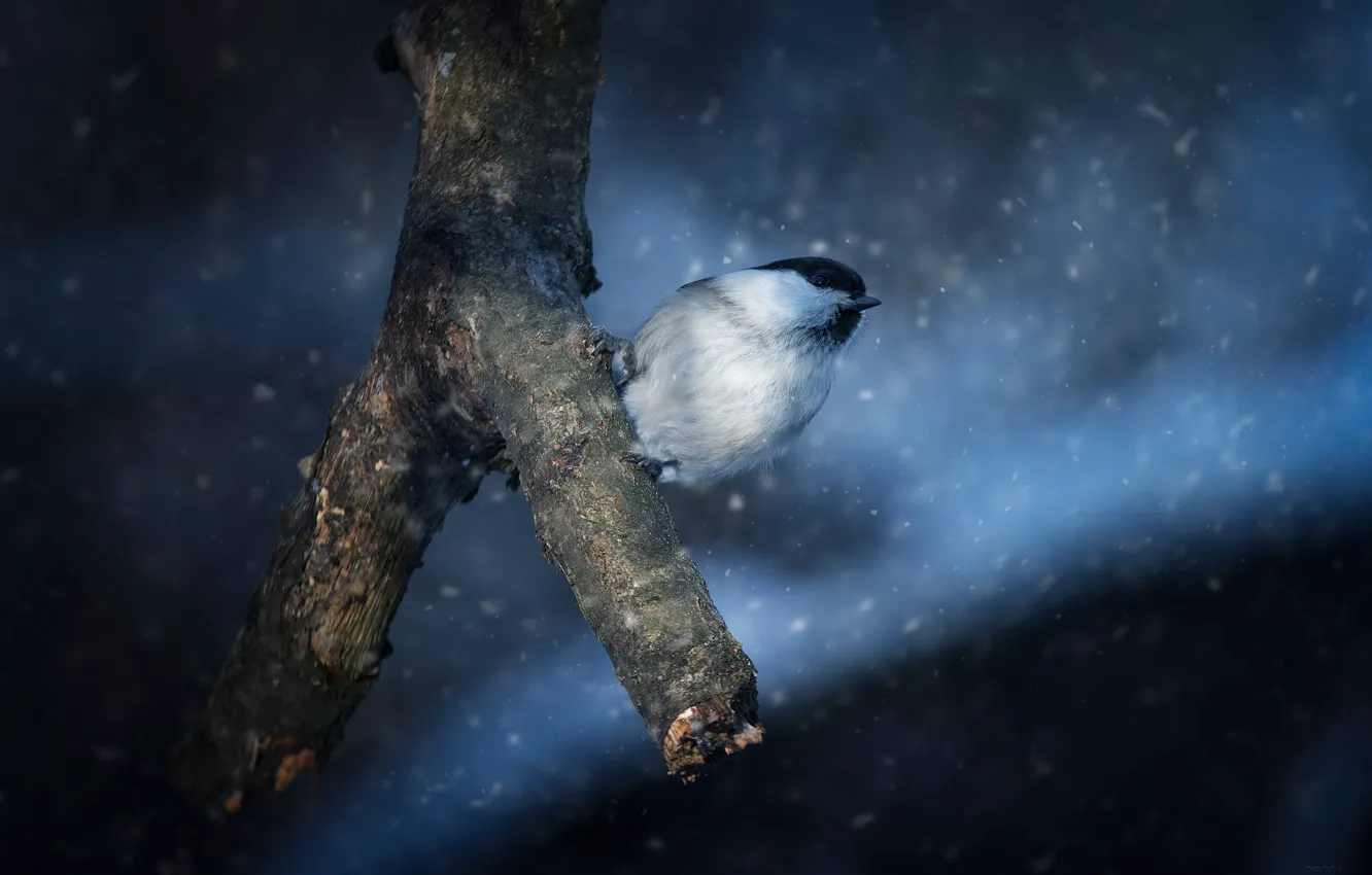 Photo wallpaper snow, branches, bird