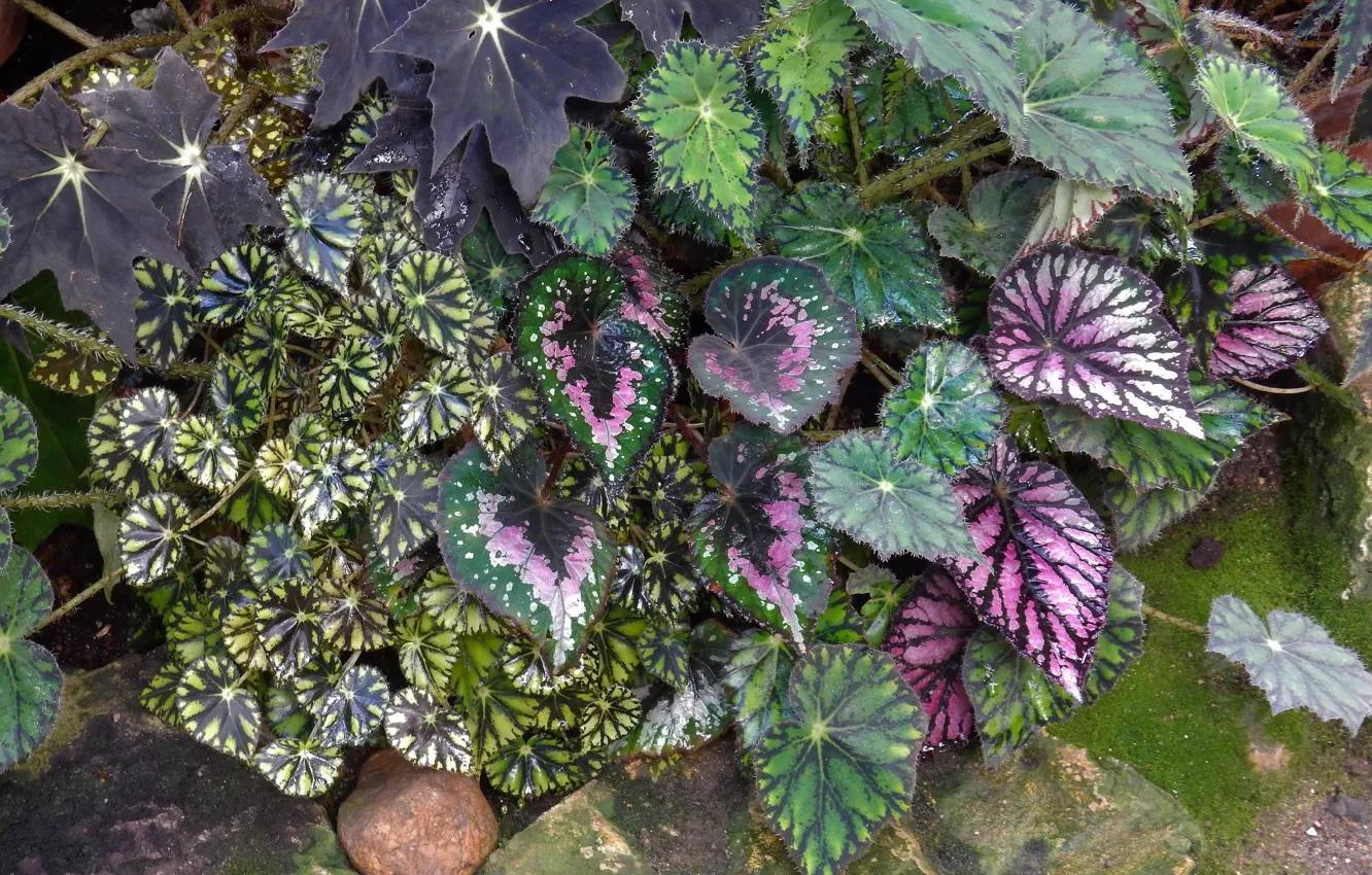 Photo wallpaper flowers, widescreen, Wallpaper, plant, wallpaper, widescreen, background, the Wallpapers