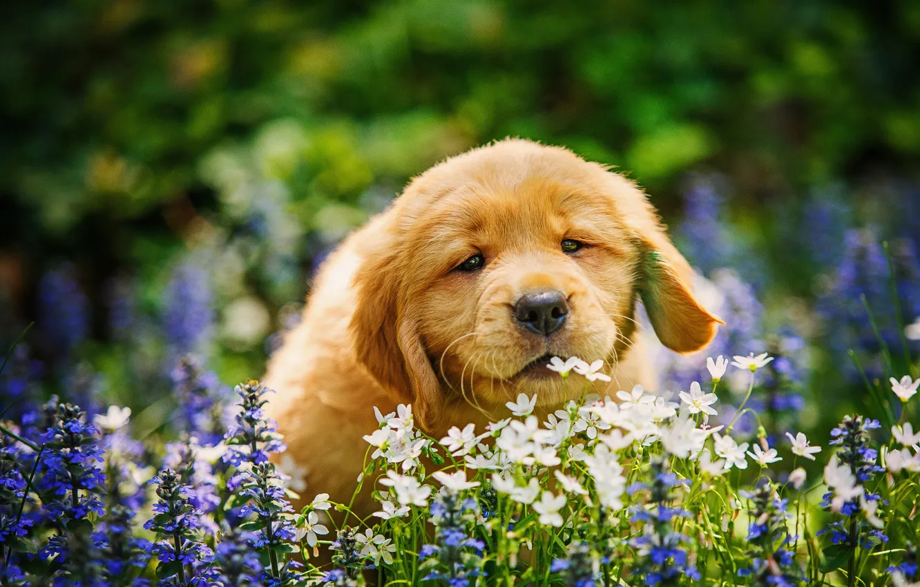 Photo wallpaper summer, look, flowers, glade, portrait, dog, puppy, red