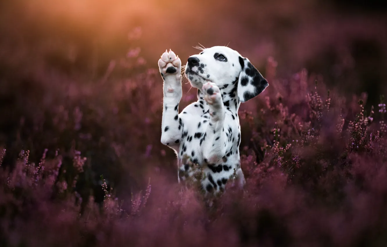 Photo wallpaper look, flowers, nature, pose, glade, legs, dog, puppy