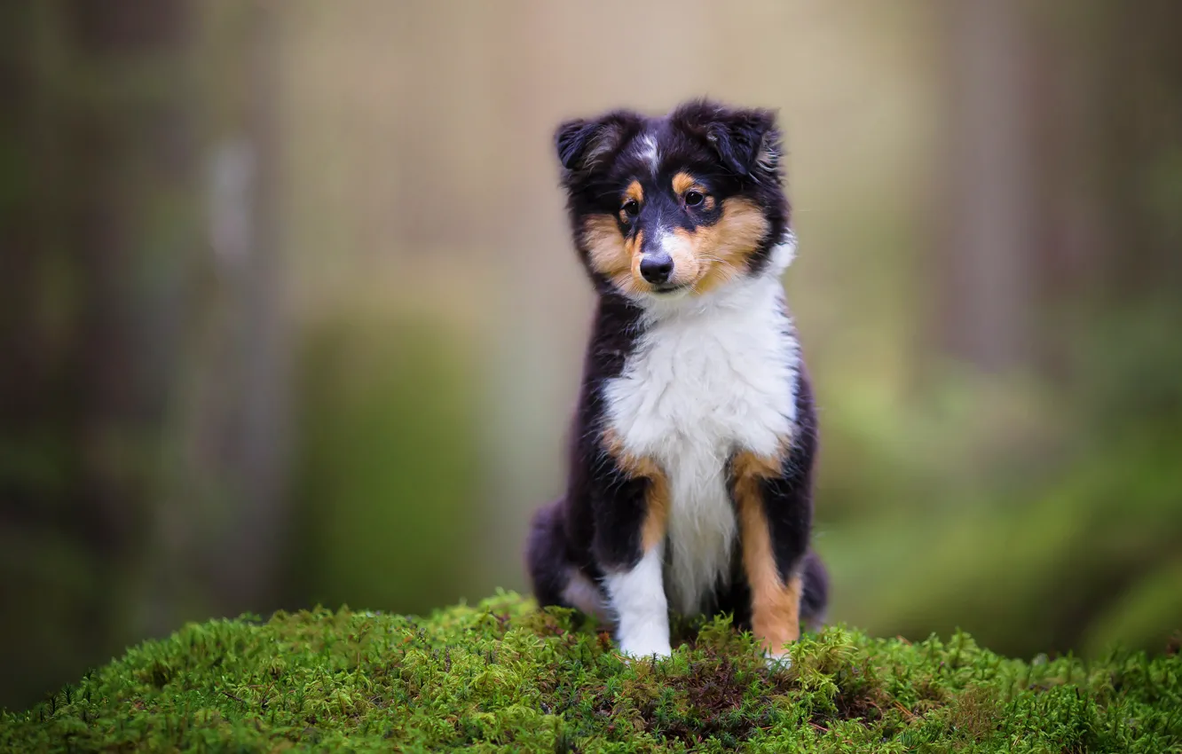 Photo wallpaper look, nature, green, background, moss, dog, baby, puppy