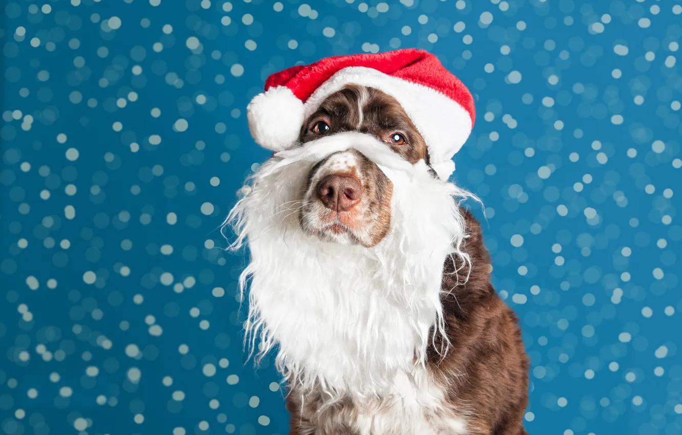 Photo wallpaper new year, dog, Christmas, beard