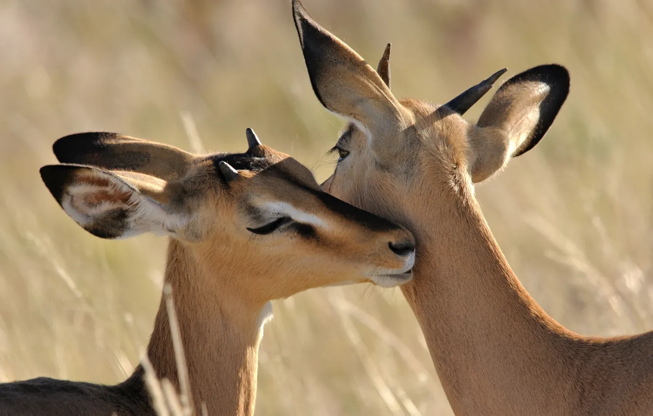 Photo wallpaper sweetheart, feelings, elegance, Impala, antelope