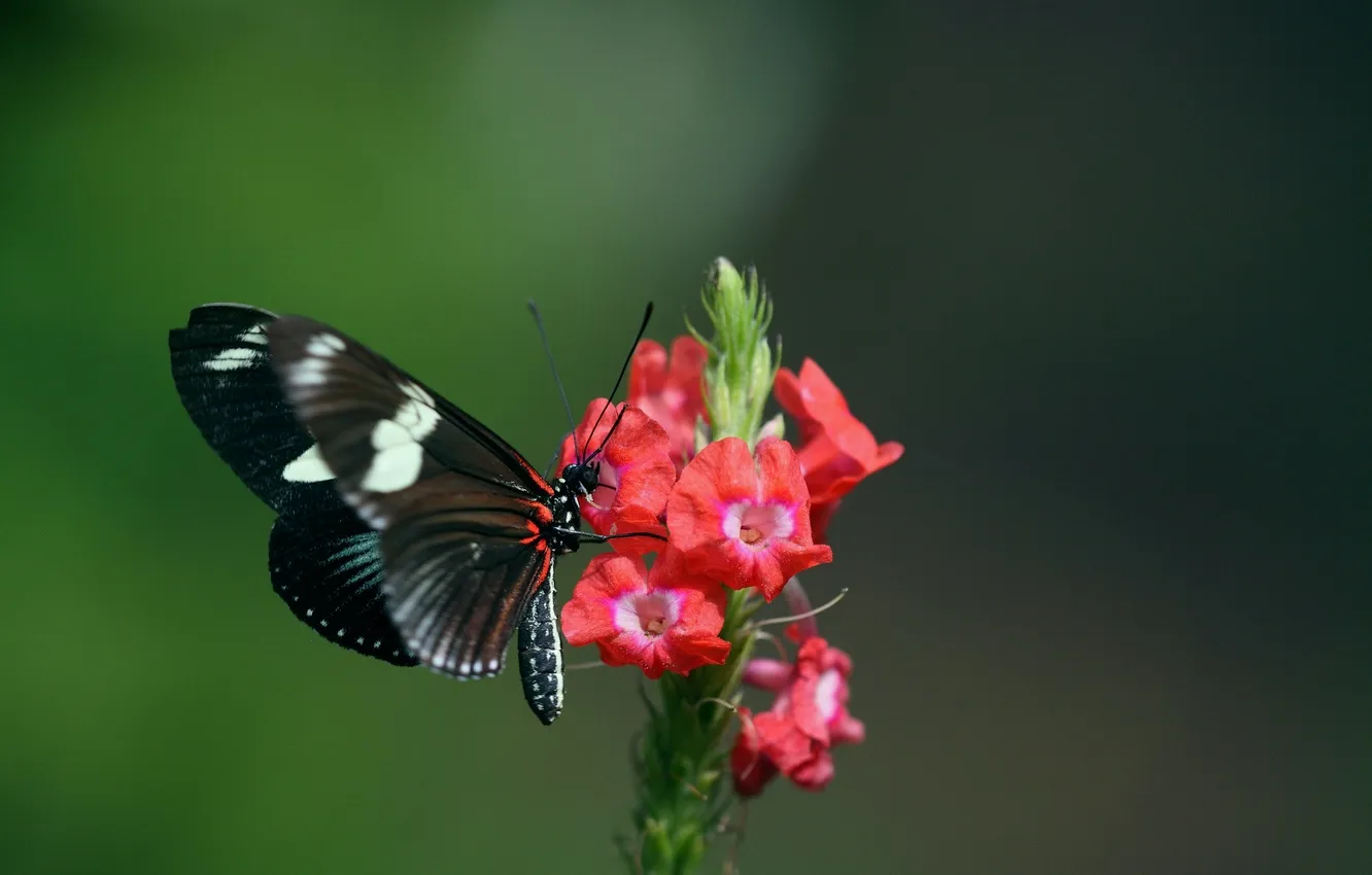 Photo wallpaper flowers, butterfly, wings, closeup