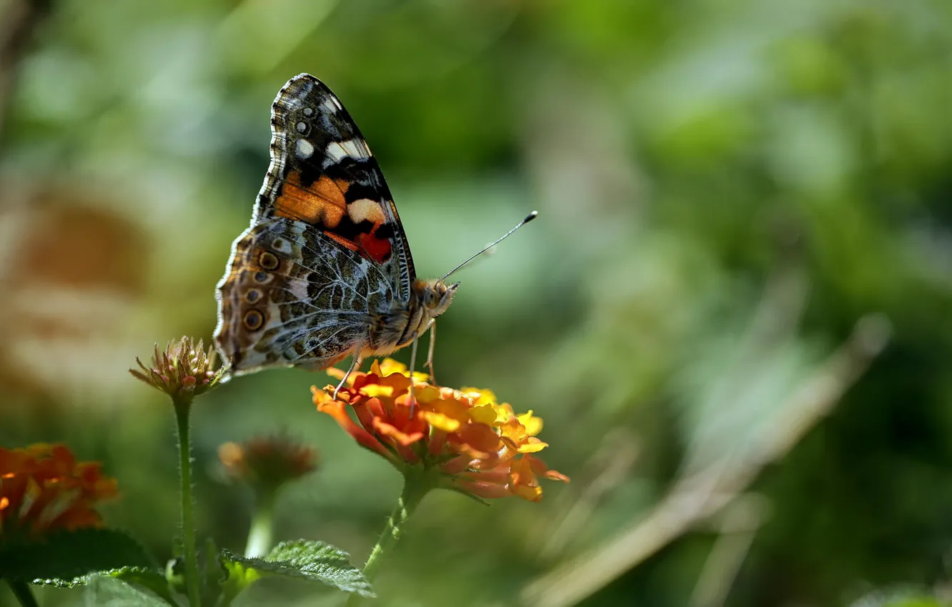 Photo wallpaper macro, flowers, nature, butterfly, insect