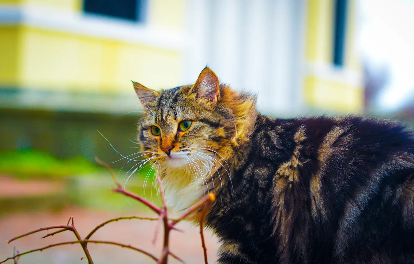 Photo wallpaper cat, mustache, look, beauty