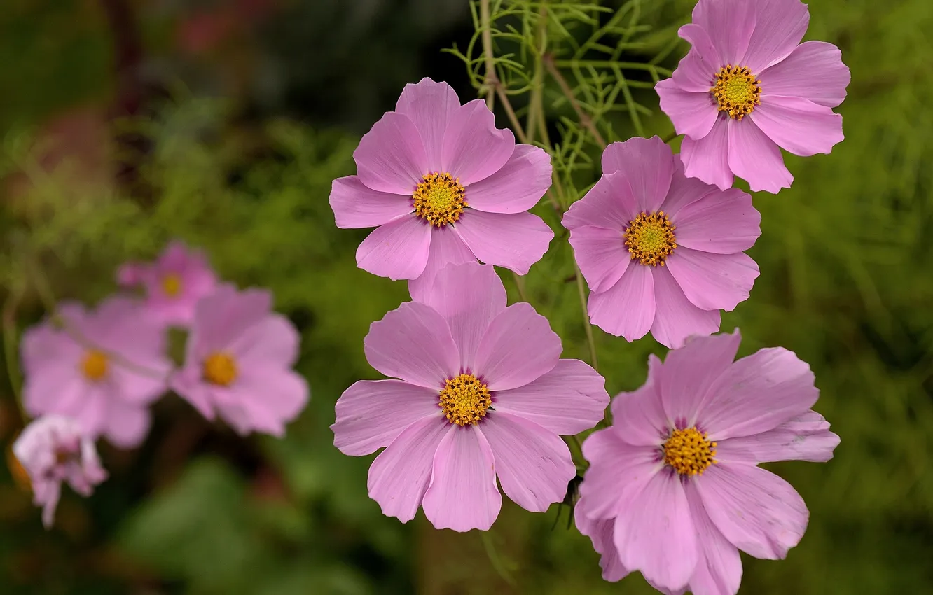 Photo wallpaper space, macro, kosmeya