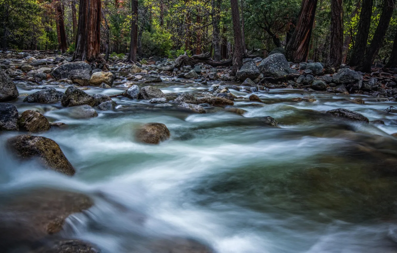 Photo wallpaper forest, trees, nature, river, stones