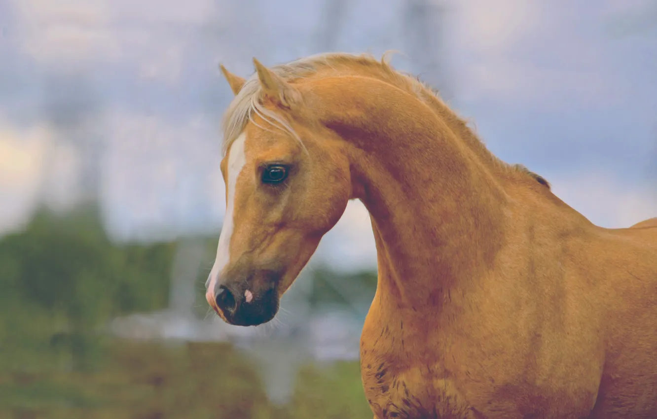 Photo wallpaper summer, horse, red