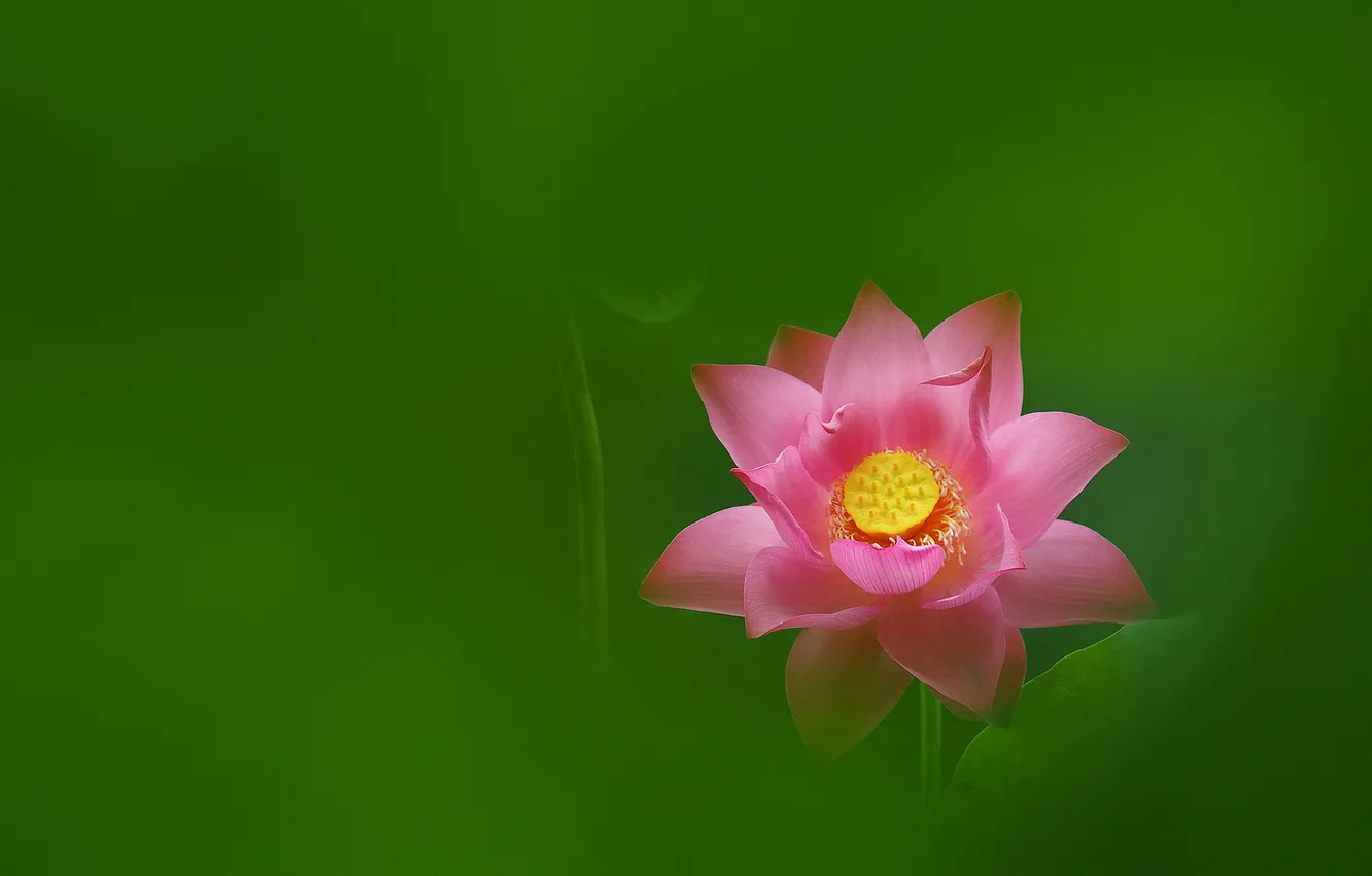 Photo wallpaper pink, Lotus, green background